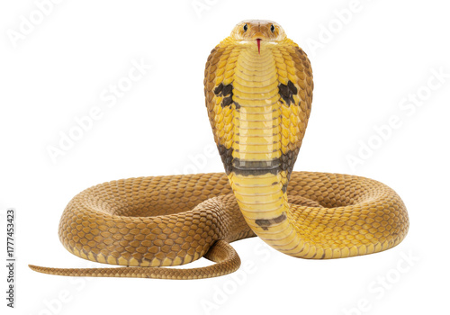Isolated Cobra snake, ready to strike, with hood flared in defensive posture, no background
