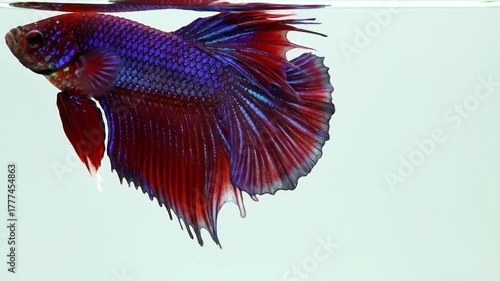 Vibrant siamese fighting fish in water against a light background