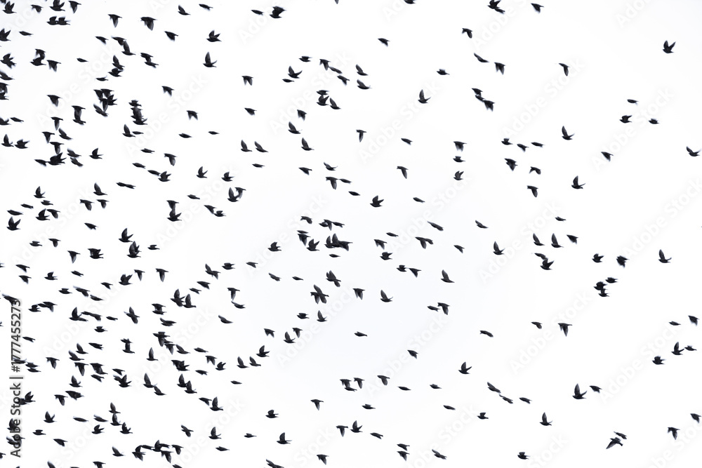 Fototapeta premium A blurred flock of flying birds isolated on white background