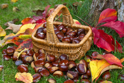 Bild auf Leinwand basket full of chestnuts - autum in a garden