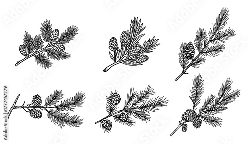 Set of Hand Drawn Pine Branches with Cones Vector Christmas Sketch Elements
