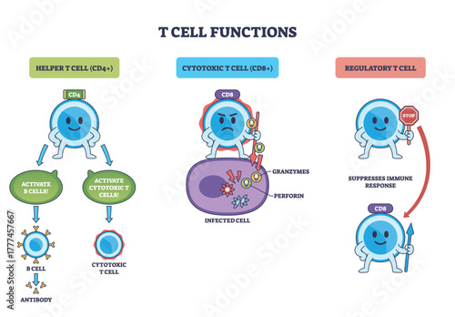 T cell functions outline depicts helper CD4, cytotoxic CD8, and regulatory cells guiding activation, killing infected cells, and suppression with arrows and labels. Outline diagram
