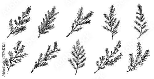 Set of Fir and Pine Branches Hand Drawn Christmas Vector Sketch Elements