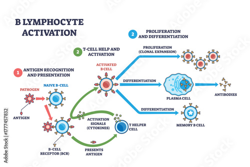 B lymphocyte activation shown as stepwise immune response, B cell binds antigen, receives T helper signals, differentiates to plasma cell producing antibodies. Outline diagram