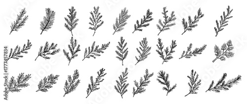 Big Collection of Hand Drawn Pine Branches Christmas Vector Sketch Set