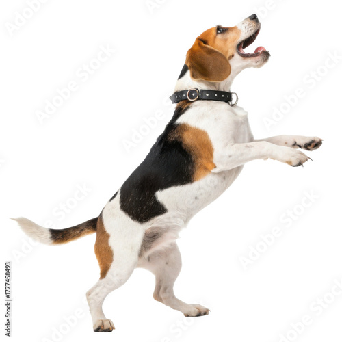 A playful beagle dog standing on its hind legs with an excited expression.