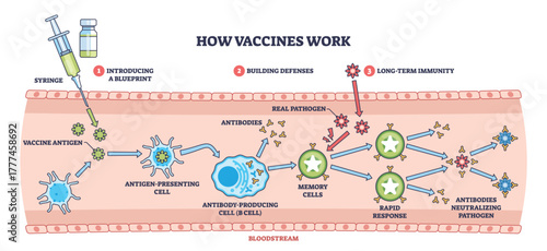 Vaccine mechanism brief diagram shows syringe, antibodies, and memory cells guiding immunity from antigen to rapid response and pathogen neutralization. Outline diagram