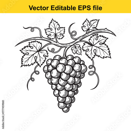 Handdrawn sketch of a grape bunch with leaves and tendrils, a vintage botanical illustration