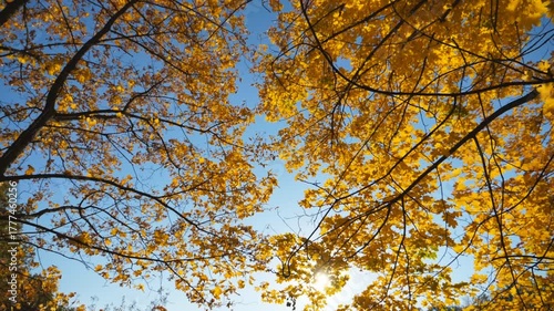 Warm sunlight illuminates crowns of plants with lush foliage in autumn forest at sunny day. View to tree tops with yellow maple leaves with sky at background. Beautiful colorful fall season. Slow mo