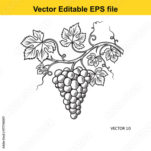 A detailed black and white illustration of a grape vine with clusters of grapes and leaves