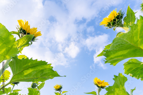 ヒマワリの写真