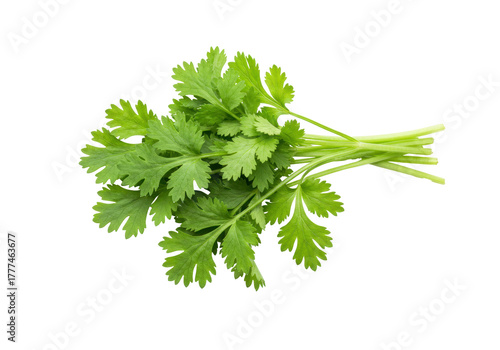 Canvas-taulu Isolated cilantro sprig, herb for cooking, garnish with green leafy aromatic pla