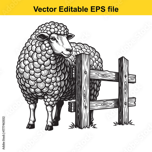 Sheep standing next to a wooden fence, black and white illustration, vector editable eps file