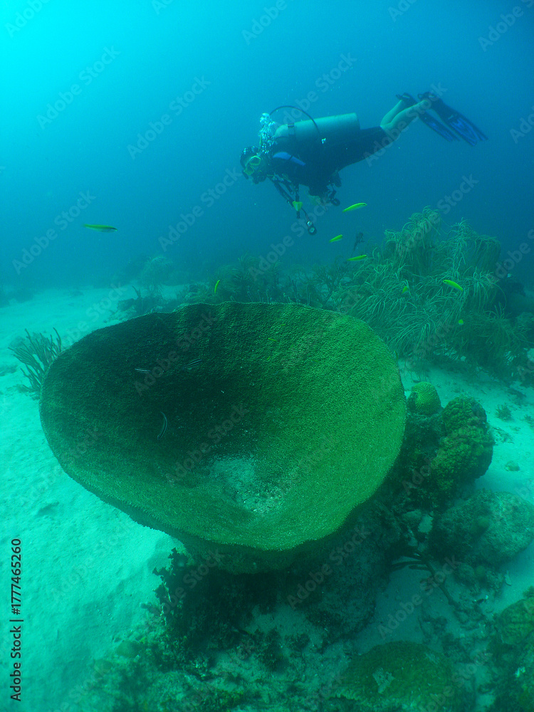 Fototapeta premium Diver Exploring Caribbean Reef