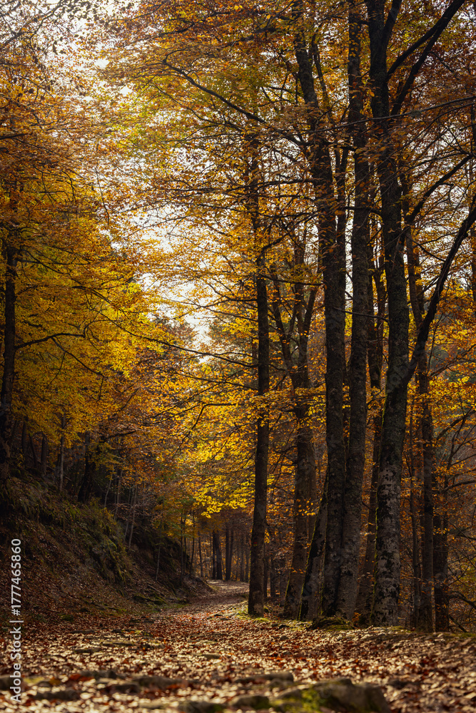 Obraz premium Autumn season in Route of the Waterfalls of Puente Ra, Sierra Cebollera Natural Park, Cameros, La Rioja, Spain
