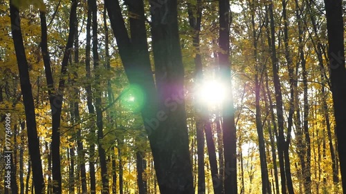 Bright sunlight breaks through high trunks of trees in autumn forest. Warm sunbeams illuminates lush branches of maple plants. Beautiful nature landscape at sunny day. Dolly shot Slow motion