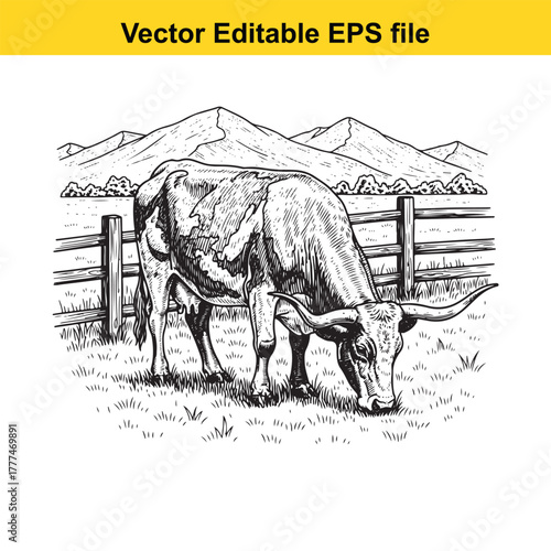 Vintage sketch of a longhorn bull grazing in a field with a wooden fence and mountains in the background, vector art