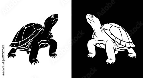 Black and White Turtle Vector Illustration