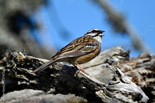 singing Rock bunting // singende Zippammer (Emberiza cia) 