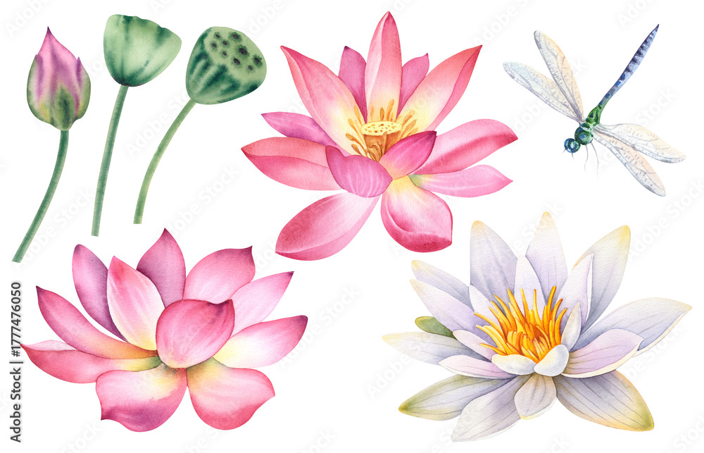Fototapeta premium A set of pink and white lotus flowers and a dragonfly an isolated background. The watercolor illustration is hand-drawn. Delicate water lilies for spa, zen design. Clipart for printing postcards.