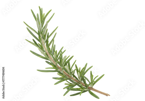 Fototapeta Naklejka Na Ścianę i Meble -  Isolated rosemary branch, a fragrant herb for cooking and flavoring food, aromatic sprig