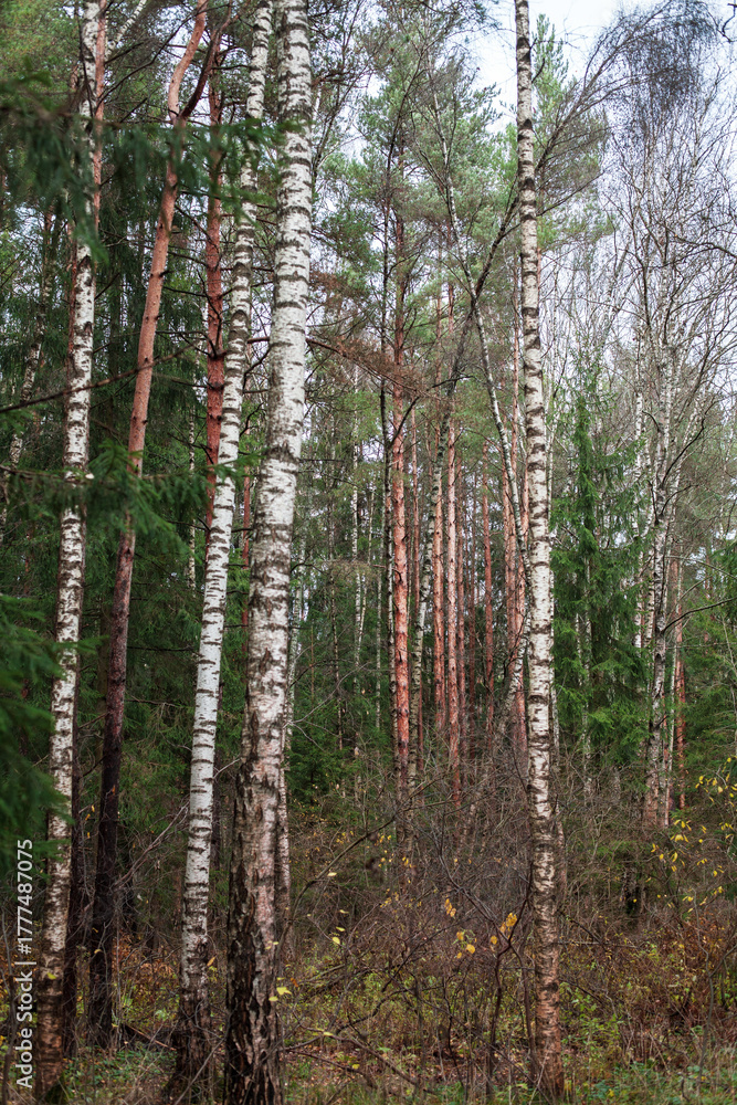 Naklejka premium Tree trunks in the autumn forest