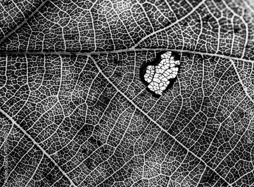 autumn leaf abstract texture detail