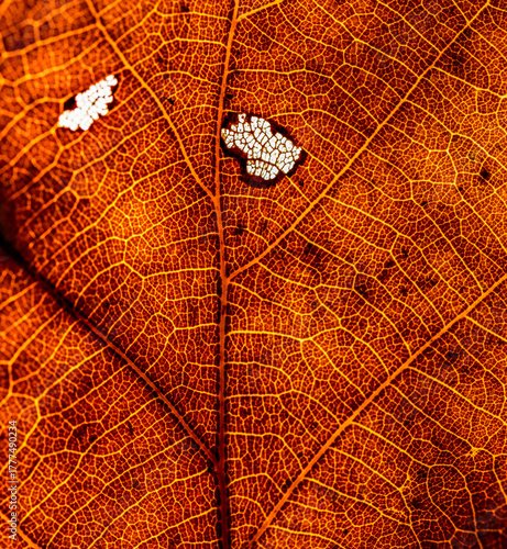 autumn leaf abstract texture detail