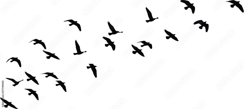 Fototapeta premium Silhouette flock of birds flying in diagonal formation, migration wildlife, nature pattern, sky movement, cad drawing flat vector illustration