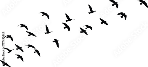 Silhouette flock of birds flying in diagonal formation, migration wildlife, nature pattern, sky movement, cad drawing flat vector illustration