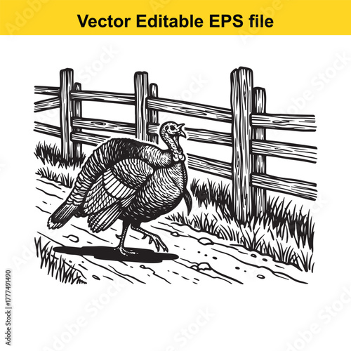 A black and white illustration of a turkey walking in front of a wooden fence, with grass and a path