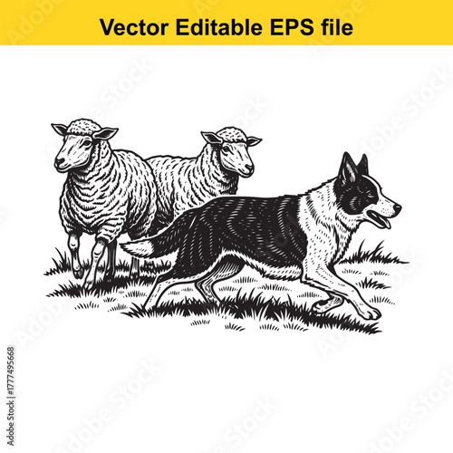 Border collie herding sheep in a field, vintage illustration style, vector art
