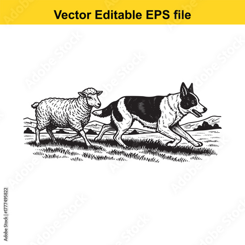 Border collie herding a single sheep in a field, vintage illustration style, vector art