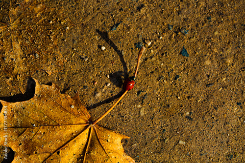 ladybug on automn leaf, insect close up