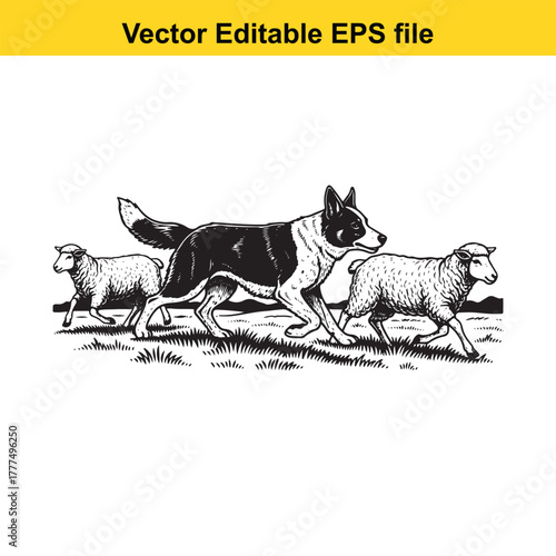 Border collie herding two sheep in a field, vintage illustration style, vector art