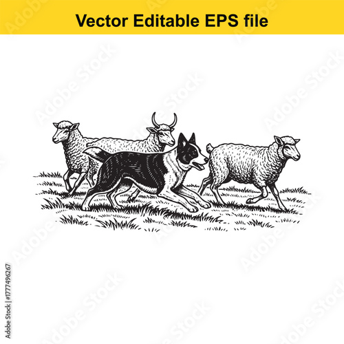 A black and white border collie dog herding sheep and a cow in a field with grass and mountains in the background