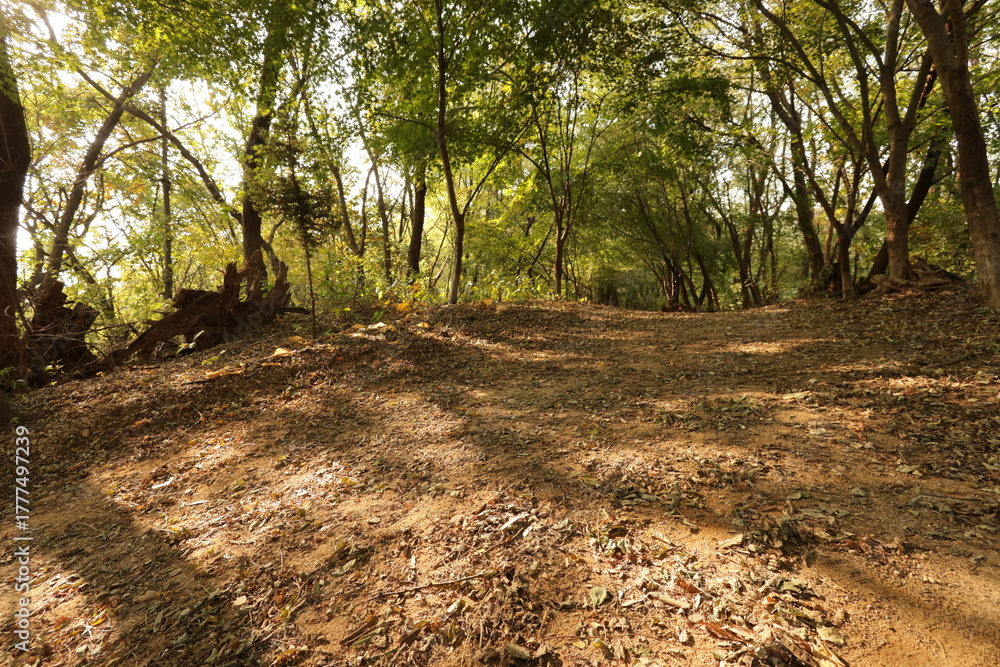 Fototapeta premium Trees in Autumn Mountain in Korea