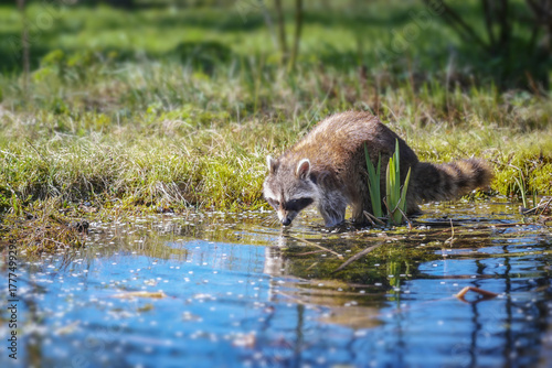Raccoon (Procyon lotor) at the garden pond in the backyard, invasive species and neozoan in Germany, Europe, copy space