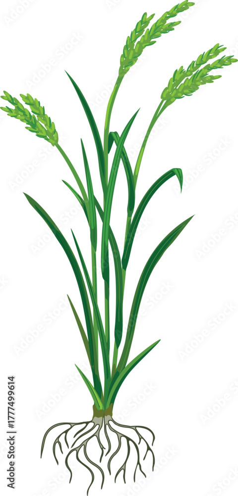 Obraz premium Flowering rice plant (Oryza sativa) with root system isolated on white background
