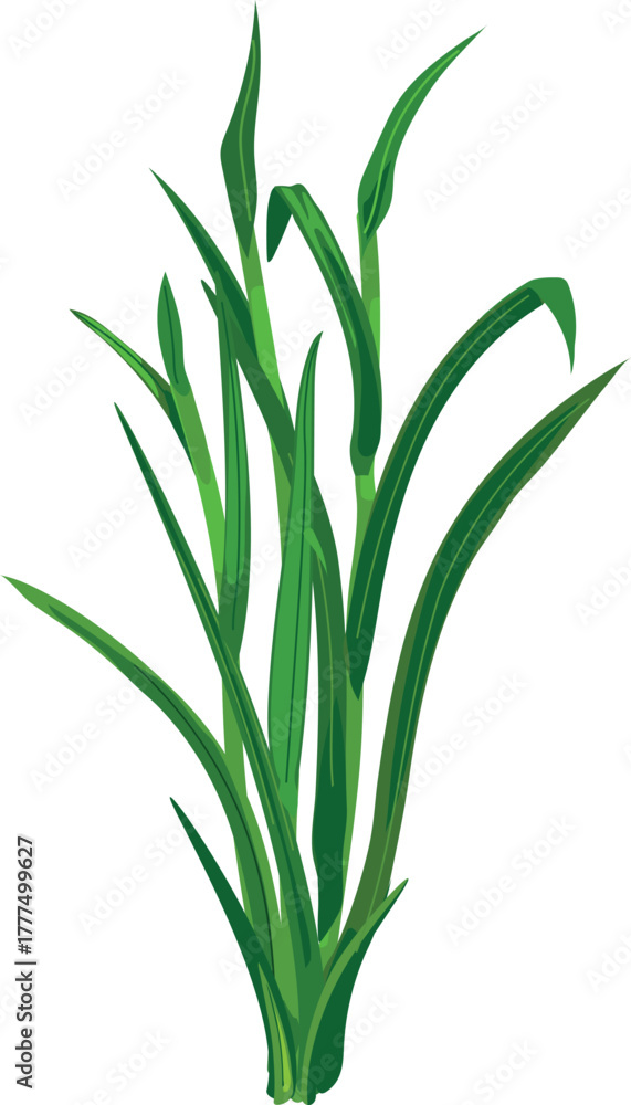 Naklejka premium Bush of green grass isolated on white background.