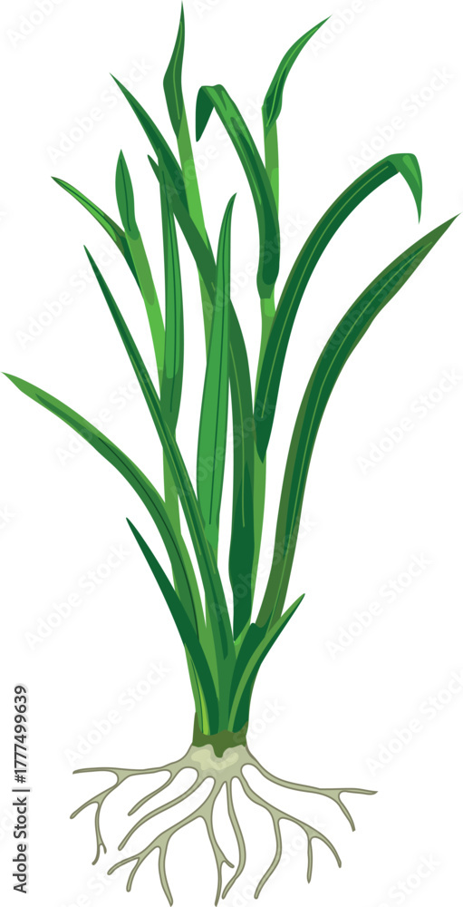 Naklejka premium Bush of green grass wiyh roots isolated on white background.