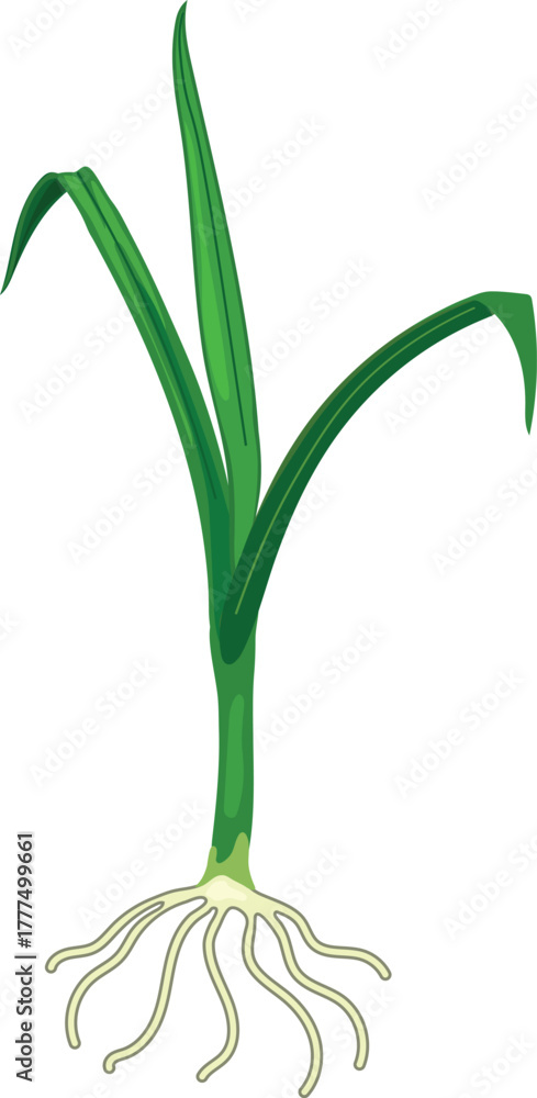 Fototapeta premium Sprout of a cereal plant with root isolated on white background