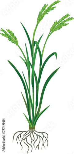 Flowering rice plant (Oryza sativa) with root system isolated on white background