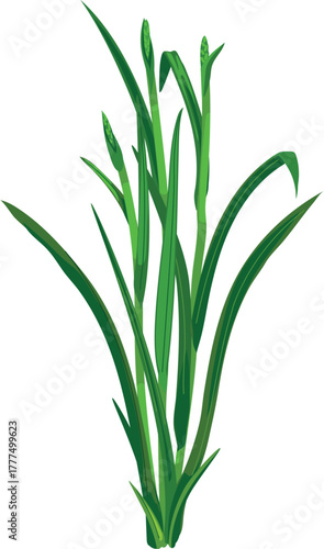 Stage panicle initiation of a rice plant (Oryza sativa) isolated on white background.