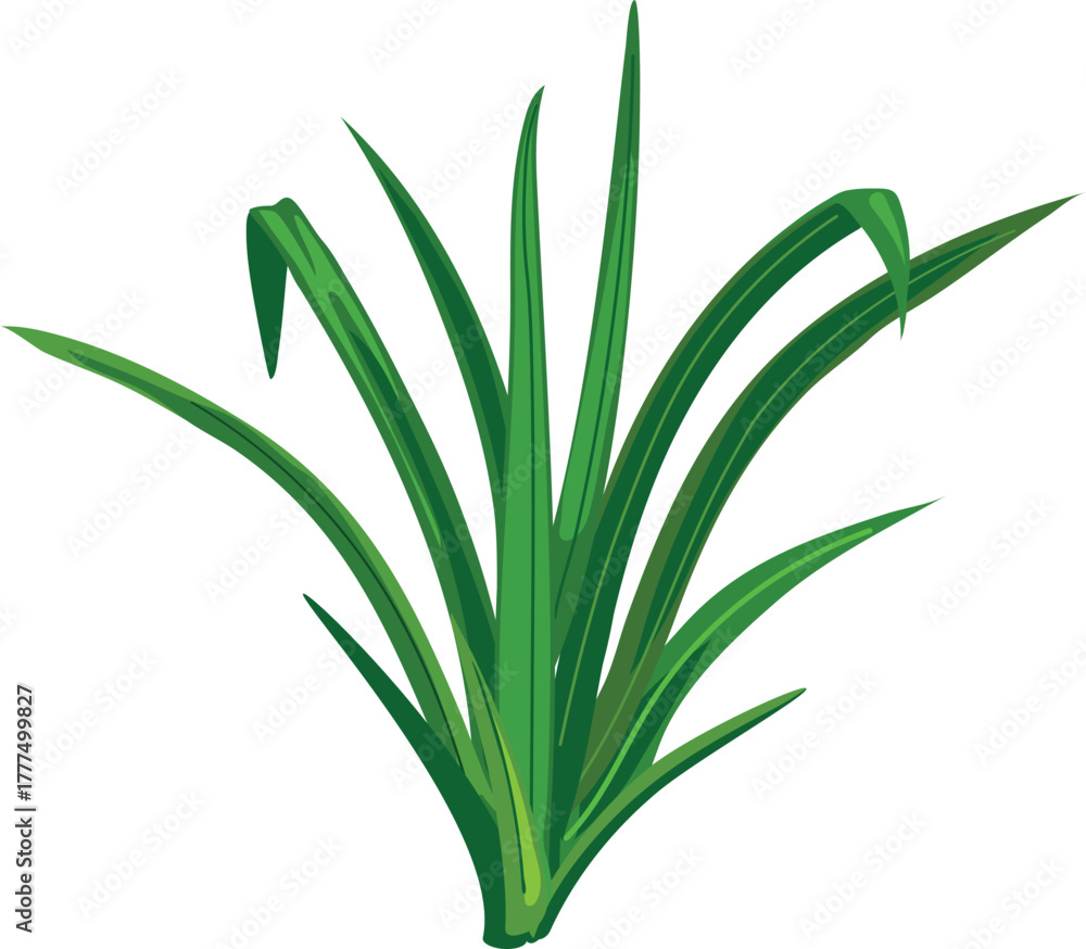 Fototapeta premium Bush of green grass isolated on white background.