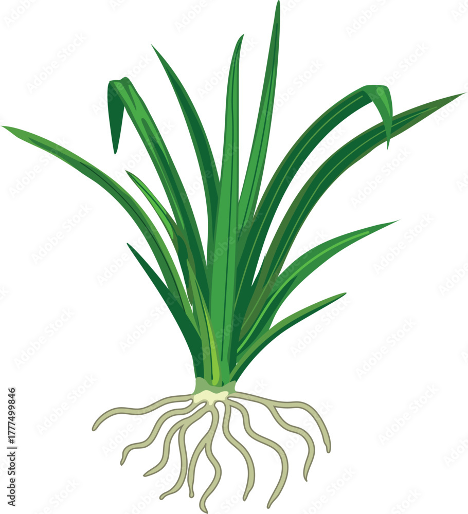 Fototapeta premium Bush of green grass wiyh roots isolated on white background.