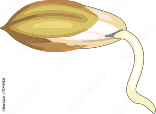 Germination of rice plant (Oryza sativa) seed isolated on white background