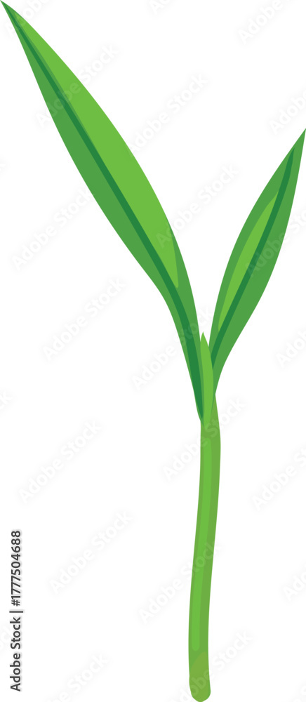 Fototapeta premium Sprout of a cereal plant isolated on white background