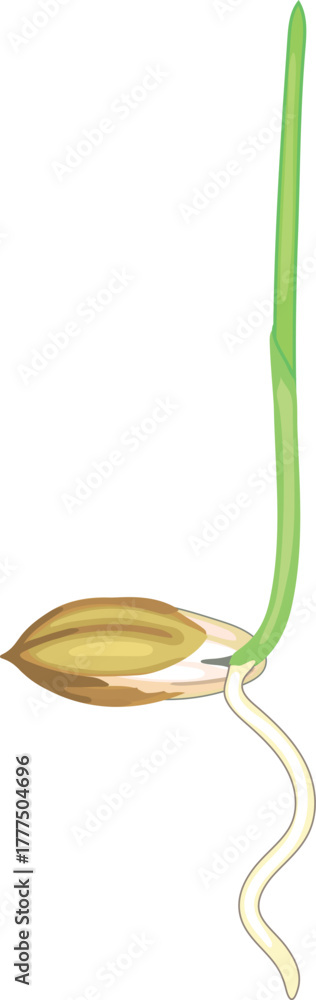 Fototapeta premium Sprouted rice seed on white background