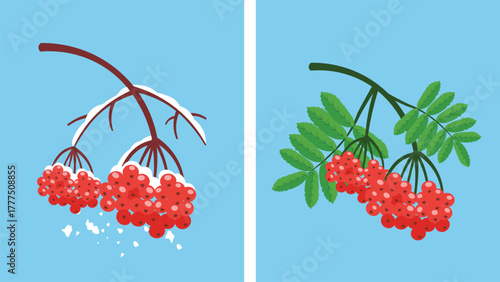 Red rowan berries on a branch. Vector illustration in flat style